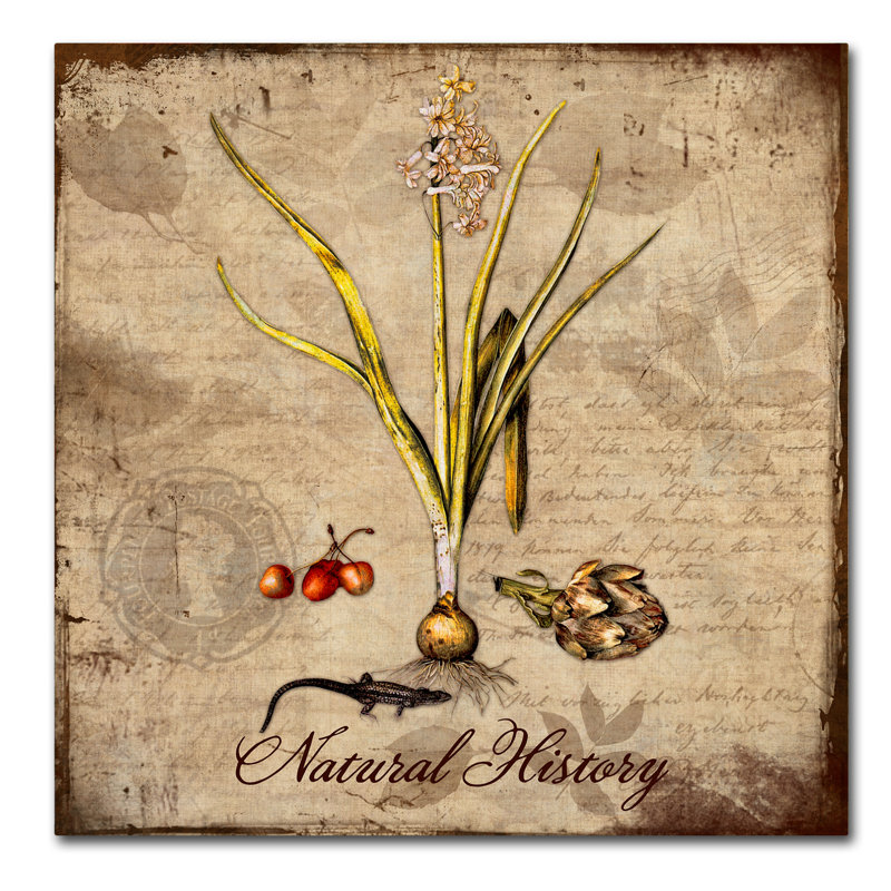 'Natural History' Graphic Art Print on Wrapped Canvas, 18" H x 18" W