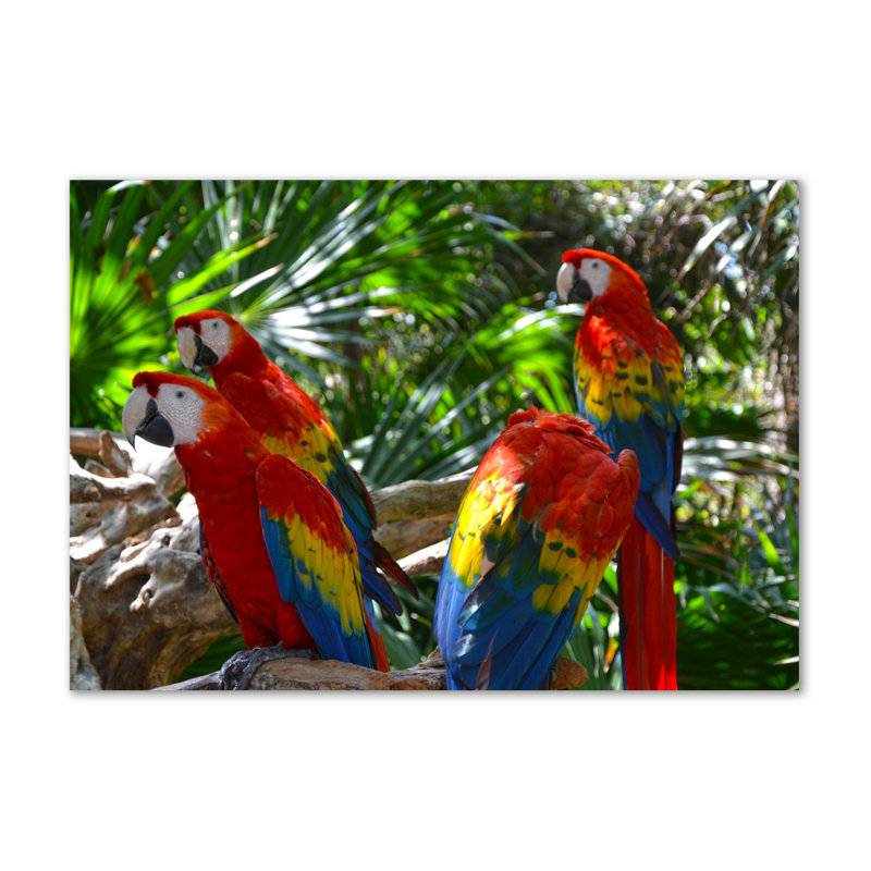 Macaw Parrots - Wrapped Canvas Print