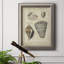 «Vintage Shell Study II», reproduction d'art sur toile encadrée-2116877344