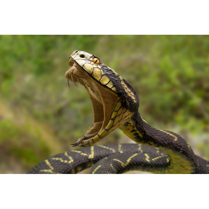" Snake Biting ", 12" H x 18" W