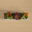 Sydnee 19cm Succulent in Cement Planter