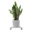 Support pour plante Quintavia-456435579-456435578