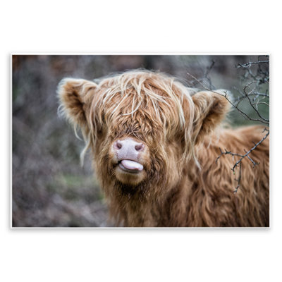 Baby Cattle Licking Lips Wall Plaque Art by James Dobson