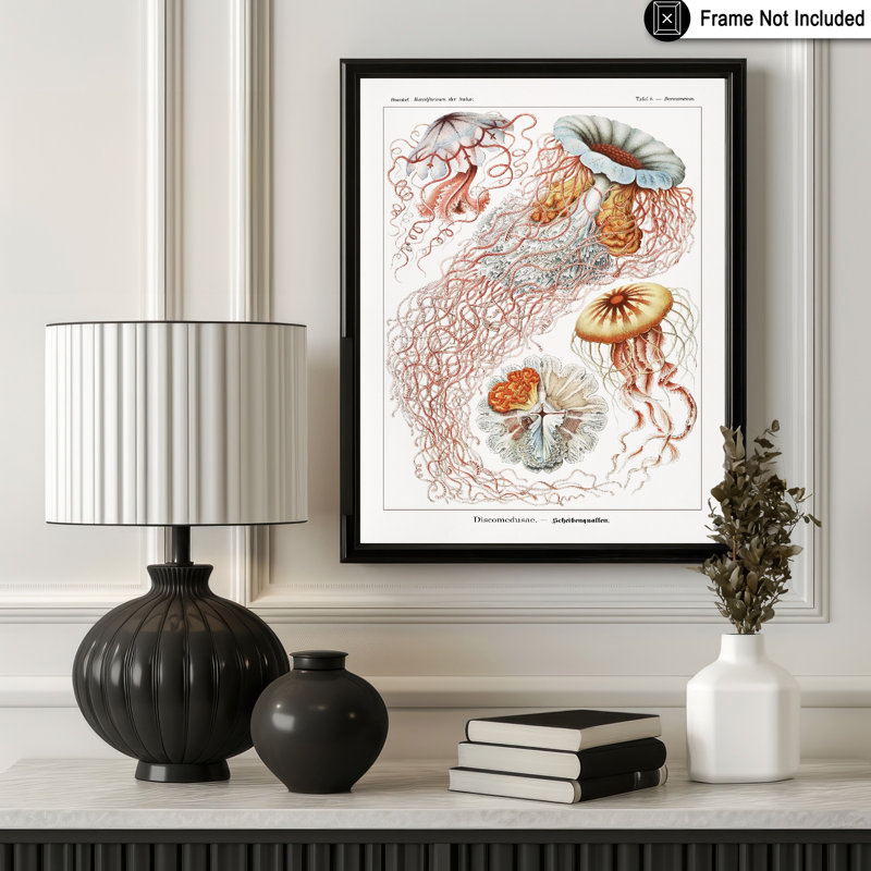 Ernst Haeckel - Méduse, Unframed, Poster, 11"H x 14"W