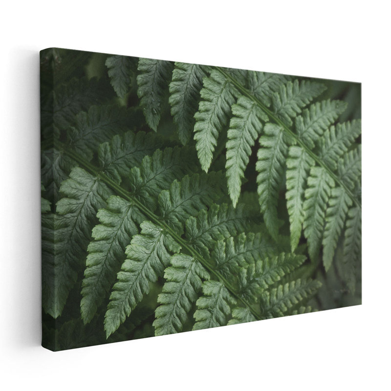 Lady Ferns III - reproduction d'art sur toile, H 20 po x l 30 po