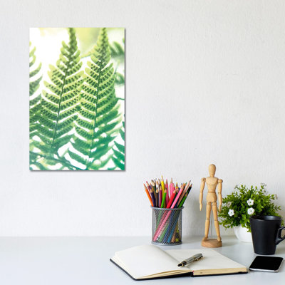 Fern Glow IV by Jason Johnson - Wrapped Canvas Print