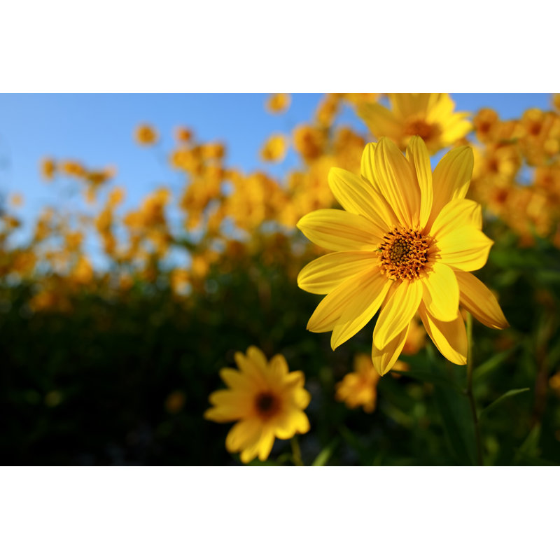 Field Of Sunflower Flowers by Bgfoto - Print, 80cm H x 120cm W