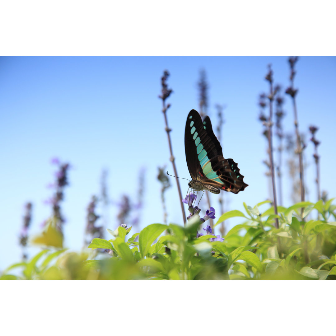 Schmetterling auf den Blättern - Kunstdrucke auf Leinwand ohne Rahmen