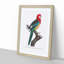 A Eastern Rosella Parrot by F. Levaillant - Framed Print-55457248-55457252