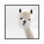 «Peeky Alpaca Square» par Monika Strigel - impression d'art graphique-55977303-55977304-55977302