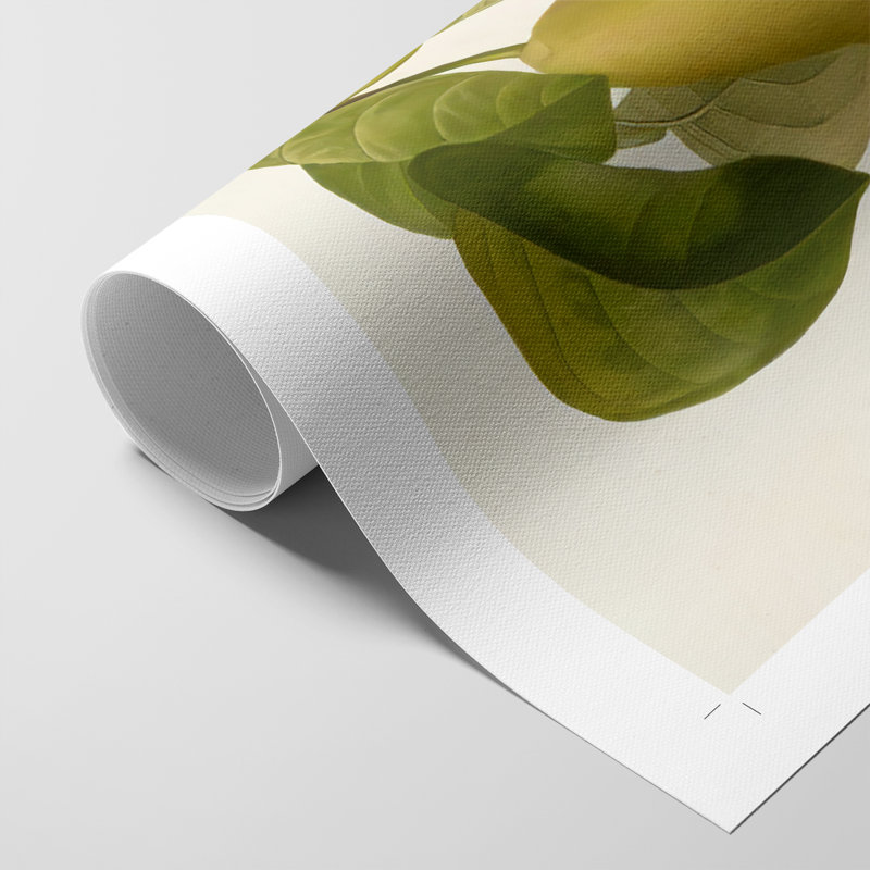 Poires rétro V - reproduction de toile seulement - non encadrée, H 18 po x l 12 po