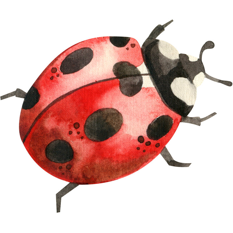Ladybug - Wrapped Canvas Painting, 122cm H x 122cm W x 3.8cm D