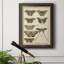 Histoire Naturelle Butterflies III - Cadre photo, art textuel sur toile-1991265364