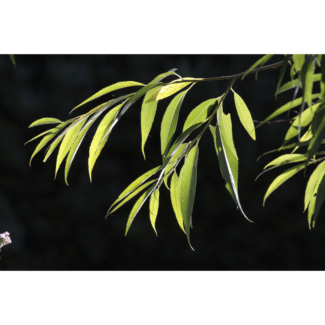 Backlit Leaves Of Willow Green von Whiteway - Kunstdrucke auf Leinwand ohne Rahmen