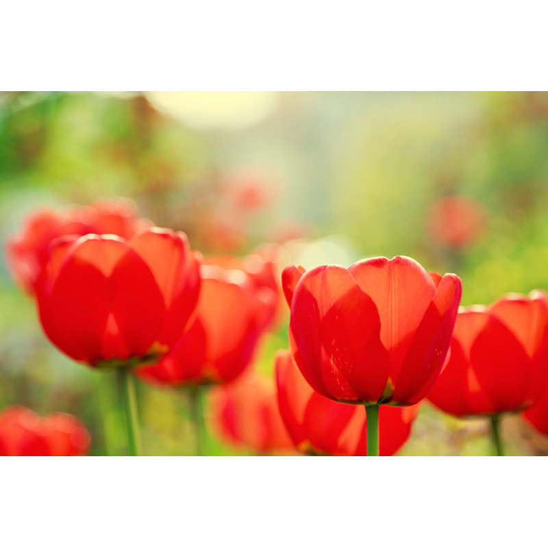 Blooming Red Tulips In The Spring by Simeondonov - Wrapped Canvas Print, 30cm H x 46cm W x 3.8cm D