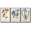 Nature imprimé Botanicals V - ensemble de 3 reproductions sur toile-97708522-97708515