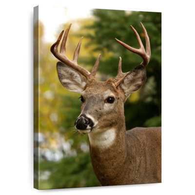 Whitetail Buck