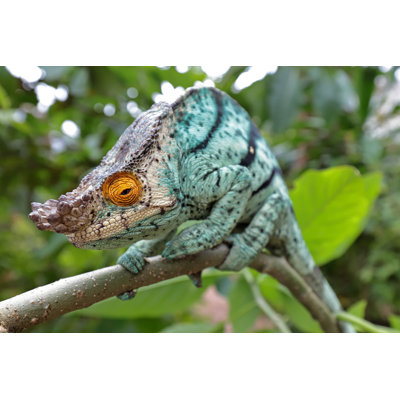 Male Parson's Chameleon by Ken Griffiths - Wrapped Canvas Print