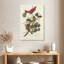 Oiseau rouge Brampt-108486130