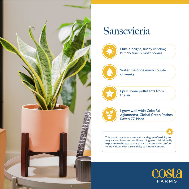 Live Snake Plant in Nursery Pot, 1, 14" H x 7" W x 7" D