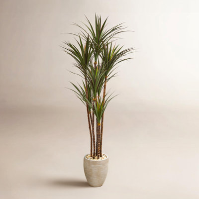 68" Yucca Tree in Pot