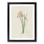 Pink Zephyr Lily Illustration - Framed Print-55616649-55616650
