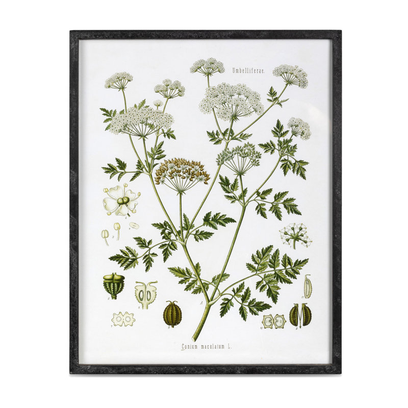 Summer Wildflower Framed Prints