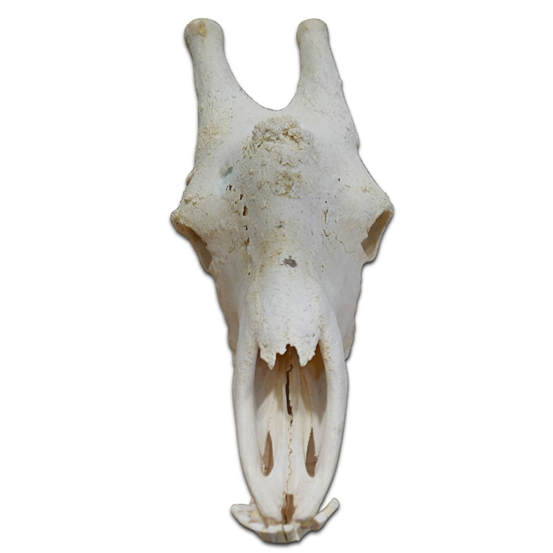 Molla Real Giraffe Skull