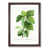 Walnut Framed