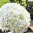 Silk Hydrangea Arrangement in Vase-233755176