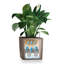 Planter Box-26992059-26992056