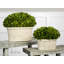 Ensemble de 2 plantes buis ovale domes en pot de fleurs