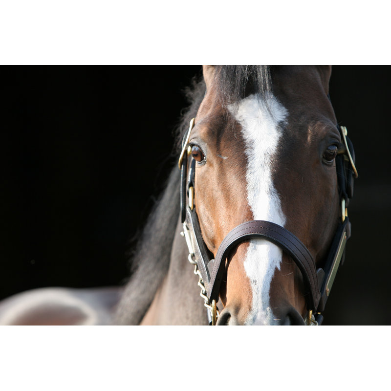 Intensity by TheDman - No Frame Print on Canvas, 81cm H x 122cm W