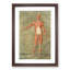 Anatomical Illustration of a Male No. 1 by Gautier-Dagoty - Picture Frame Painting Print-55682333-55682335