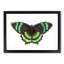 Orontes Butterfly by George Shaw - Picture Frame Painting Print-55578093-55578092
