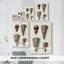 Collection Cone Shell I -Gallery Wraraped Cavas-108828943