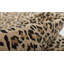 Katherine Wool Animal Print Area Rug-1229711697