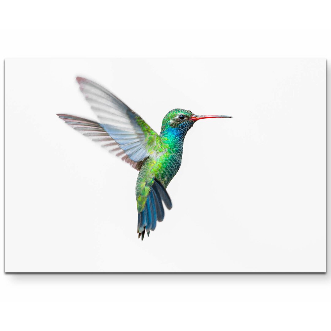 Leinwandbild Kolibri auf weißem Hintergrund