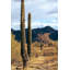 Buckeye, Arizona 5 Print by August Studios