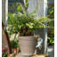 Aibek UV Resistant Stone Garden Statue