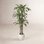 Romney Dracaena Tree in Planter
