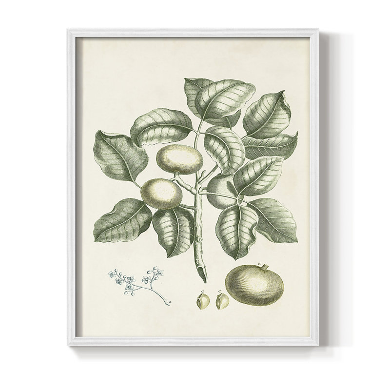 «Buchoz Tropicals I», reproduction encadrée - bois massif, Cadre simple blanc, H 20 po x l 16 po