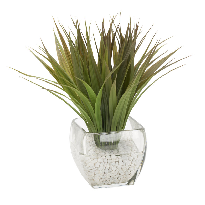 Herbe dans un cube de verre