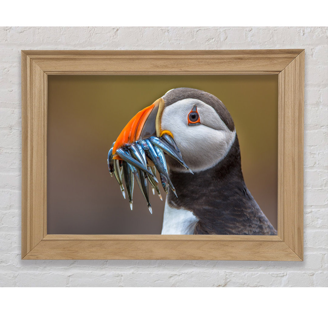 Papageientaucher mit Fischmäulchen - Druck