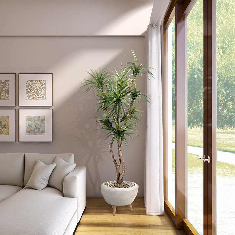 7.5' Dracaena Tree in White Bowl with Legs