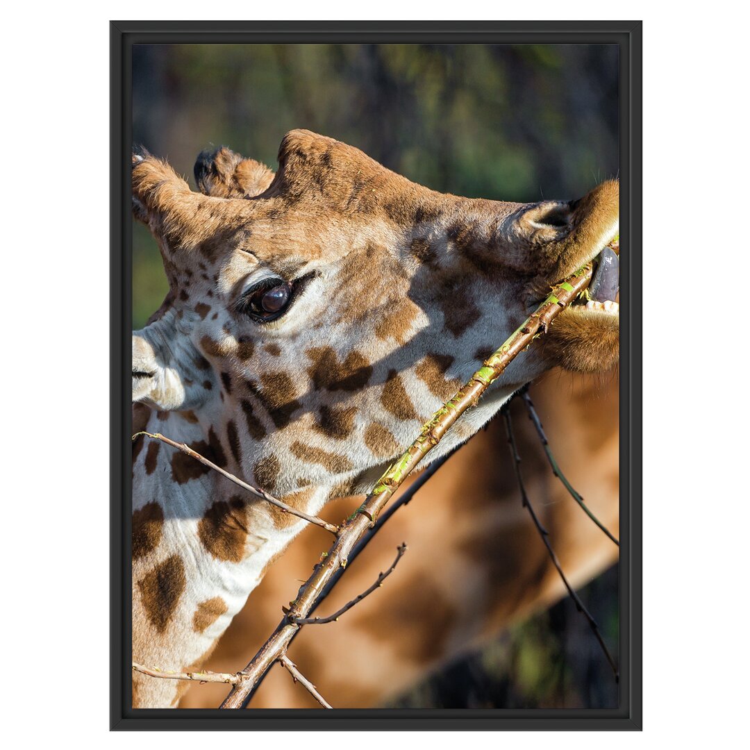 Gerahmtes Wandbild fressende Giraffe