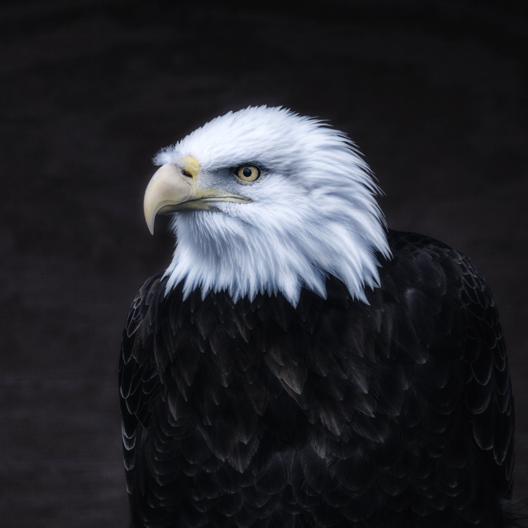 Dunkler Weißkopfseeadler Porträt von Willowpix - Druck