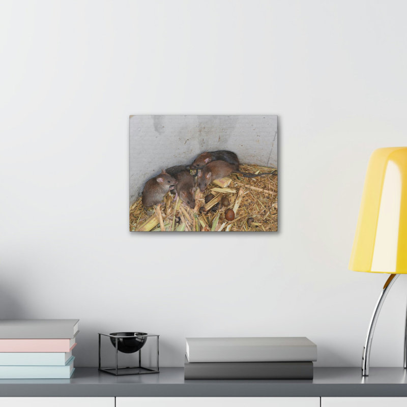 «Group of Bandicoots Snuggled Together», reproduction d'art mural, H 12 po x l 18 po