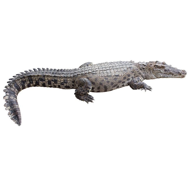 Crocodile Cardboard Standup