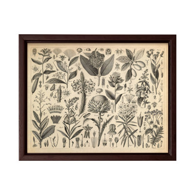 Sève et plantes résineuses